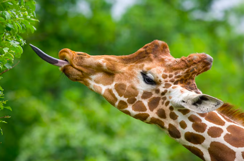 GIRAFFES