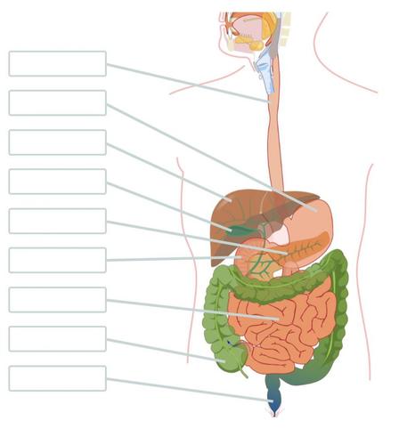 Digestive