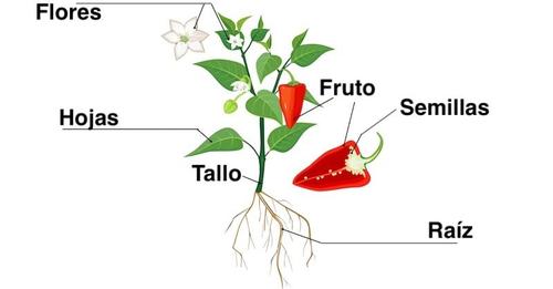 partes de una planta