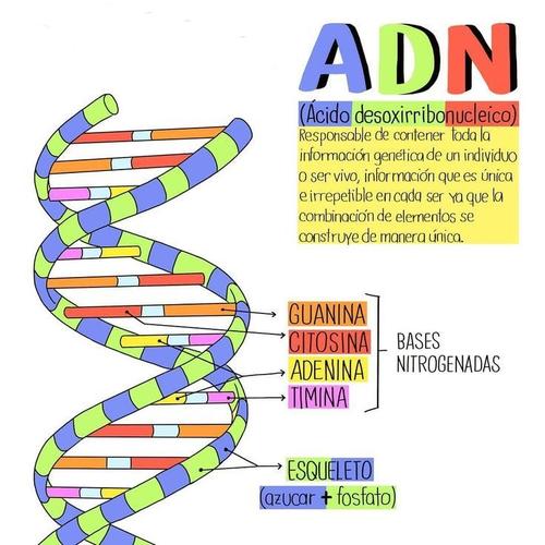 ADN