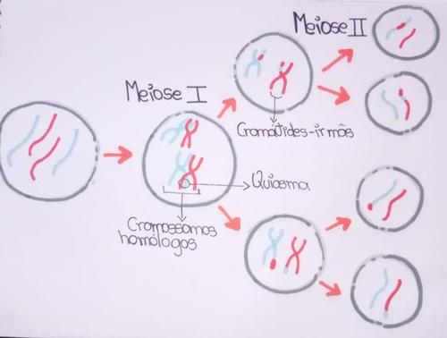 meiose2