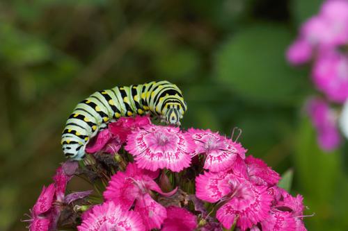 caterpillar on pink