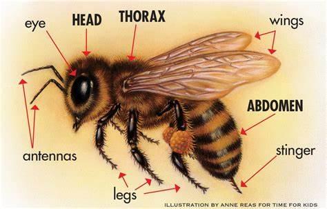 parts of a bee