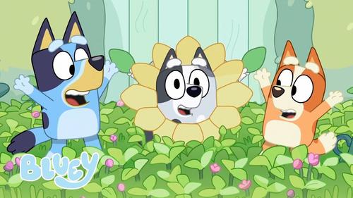 bluey
