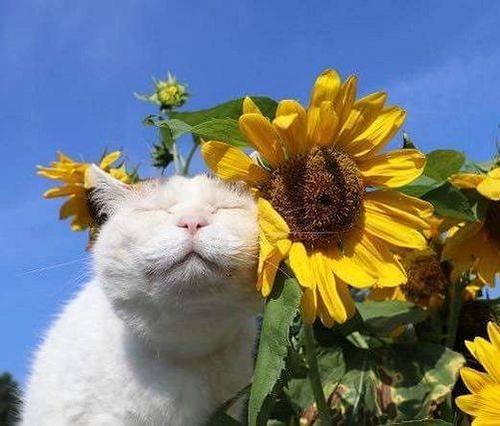 Golden Sunshine Happy Cat