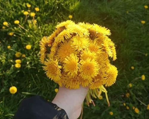 Dandelion Bouquet