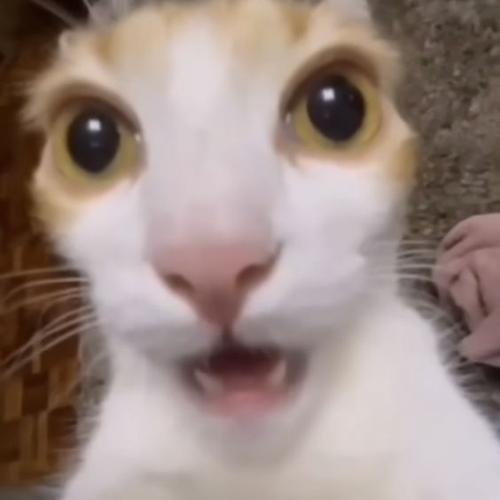 Surprised cat