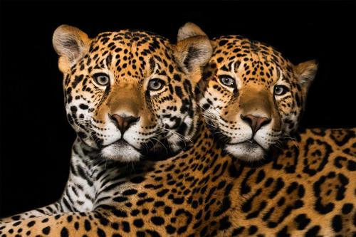 2 Jaguars