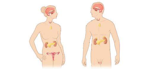 SISTEMA ENDOCRINO