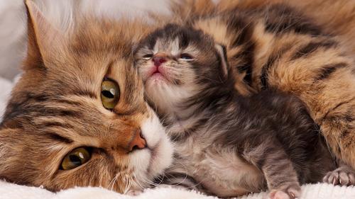 Cat Mother and Kitten