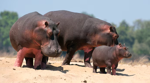 HIPPOS