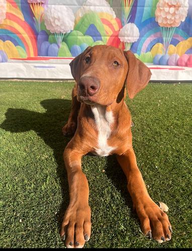 Puppy