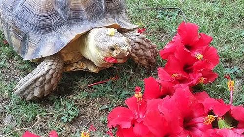 Tortoise