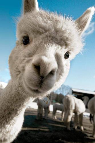 Llama