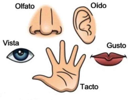 los sentidos
