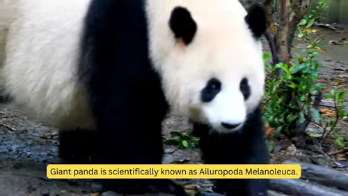 panda