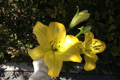 Luminous Lilies