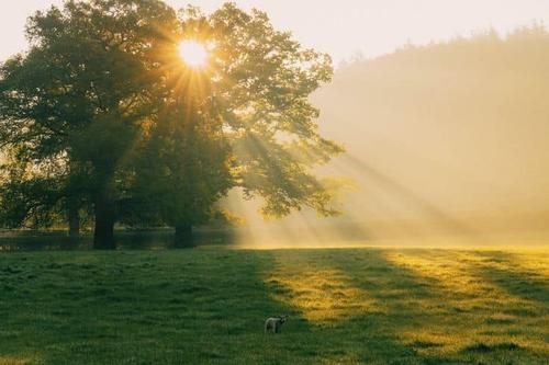 Morning Rays in the Meadow
