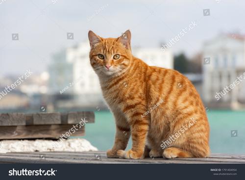 orange cat