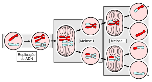 meiose