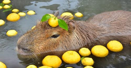 capybara swimming