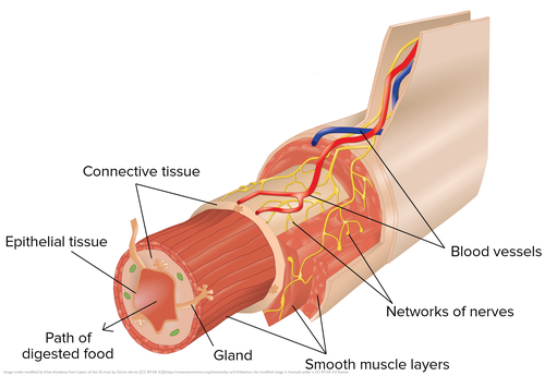 Intestine Tissues