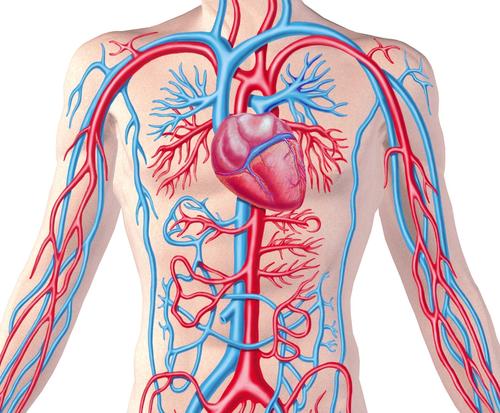 CIRCULATORY SYSTEM