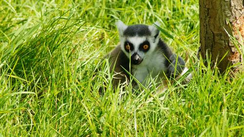 Lemur In Grass