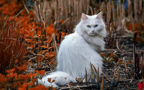 Fall Maine Coon