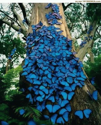 Borboletas azuis em uma árvore