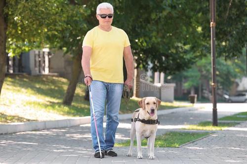 THE GUIDE DOG STORY