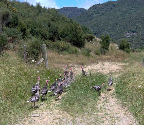 Wild Turkey Flock