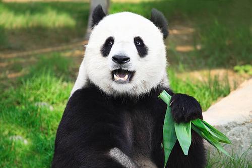 Adorable Giant Panda shocked