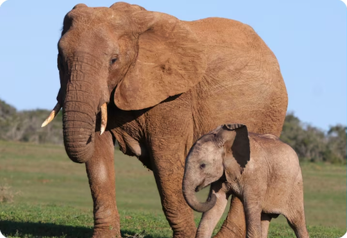 ELEPHANTS