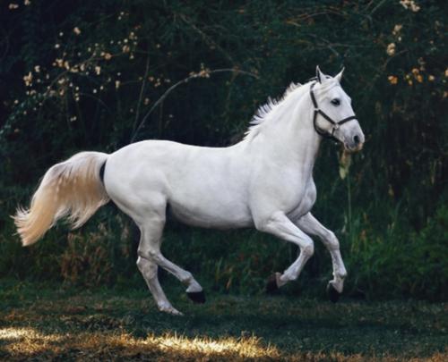 Caballo blanco