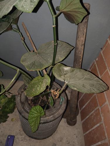 Houseplant