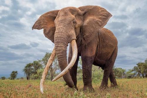 Elefante