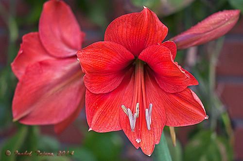 flor roja