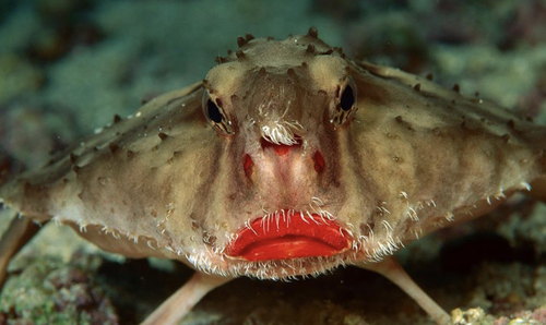 fish lips frank