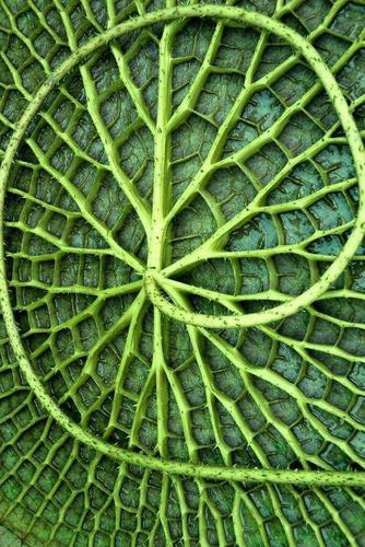 Bottom Side of a Lily Pad