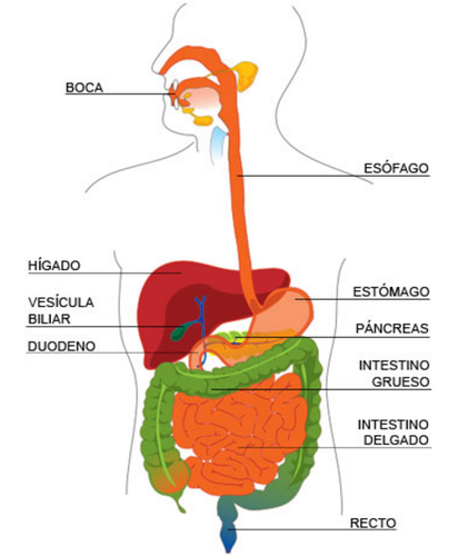 SISTEMA DIGESTIVO