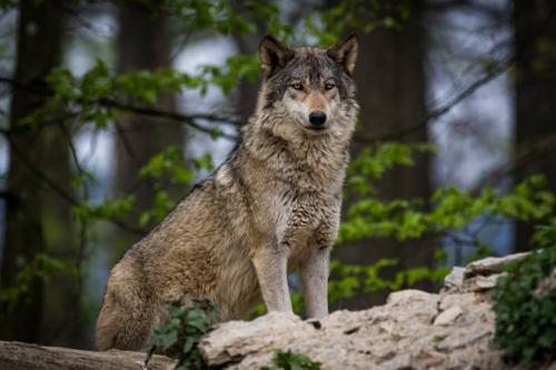 Gray Wolf