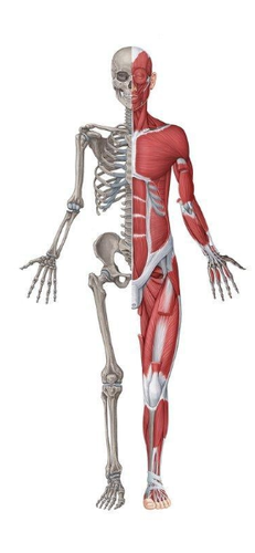 SISTEMA OSTEOMUSCULAR