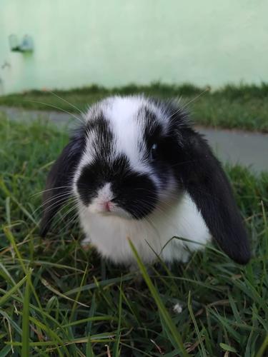 Floquinho
