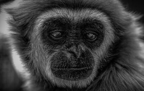 macaco branco e preto em close-up fotografia - puzzle online