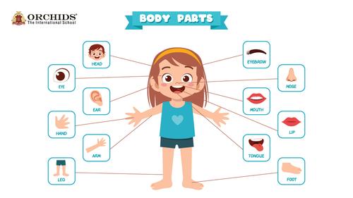 The body parts Jigsaw Puzzle Online - Jigsaw 365