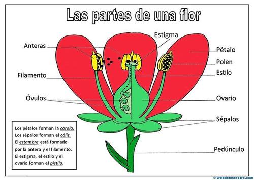 planta