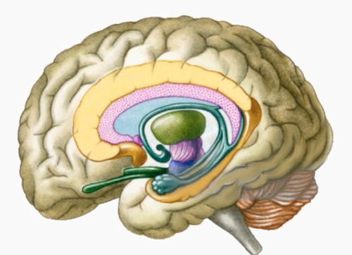 Brain_Puzzle