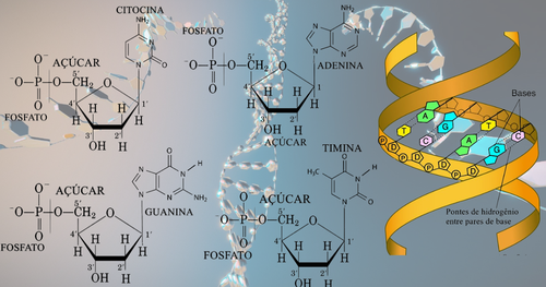 Acidos nucleicos - DNA