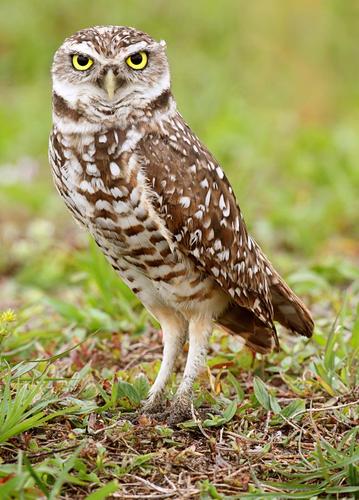 Owl